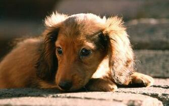 Miniature Dachshund Puppies Wallpaper Puppy No