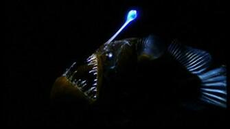 Anglerfish HD Wallpaper Background Image Id