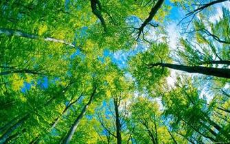 Cool Tree Background