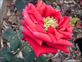 Pictures Of Different Types Roses HD Wallpaper Lovely