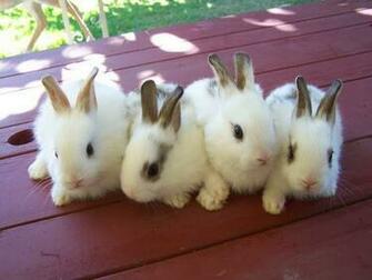 Baby Rabbit