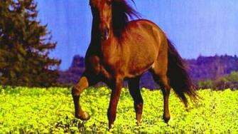 Horse In Yellow Flowers Beautiful Horses Bay Animals