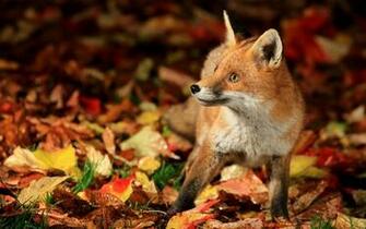Fox Computer Wallpaper Desktop Background Id
