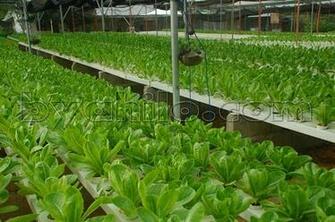 Hydroponic Romaine Lettuce