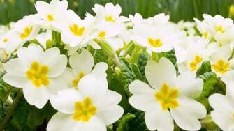 Flower Wallpaper Background Autumn