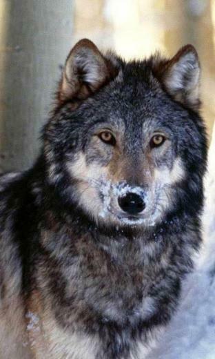 Wolves Live Wallpaper Android Apps On Google Play