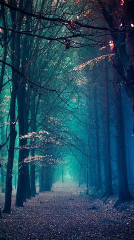 Mobile Phone Wallpaper Winter