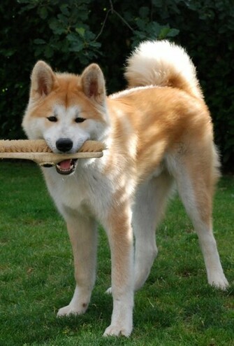 Funny Akita Inu And A Brush Photo Wallpaper Beautiful