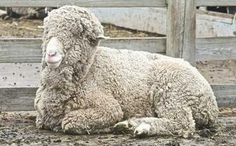 Merino Sheep HD Wallpaper
