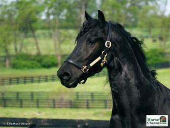 Friesian Screensaver And Wallpaper