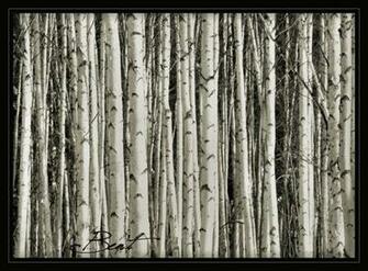 Birch Tree Wallpaper Desktop Background Click For Details