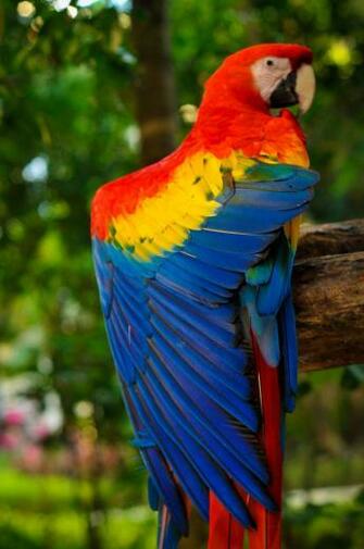 Wallpaper Animals Scarlet Macaw Parrot Pictures Funny Doblelol