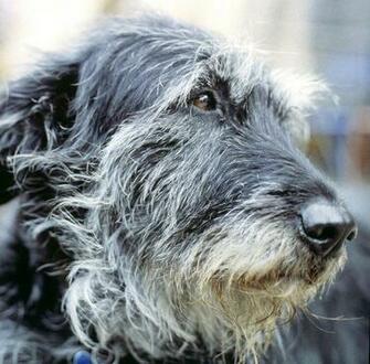 Irish Wolfhound Wallpaper HD