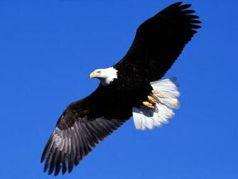 Eagle Wallpaper Tiptop 3d HD Collection