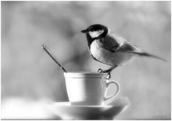 Morning Tea Animals Photos