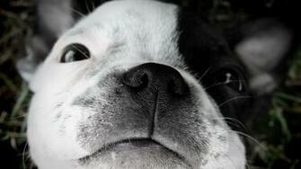 Cute White Puppy With Black Spot Desktop Pc And Mac Wallpaper