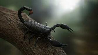 Black Scorpion HD Wallpaper