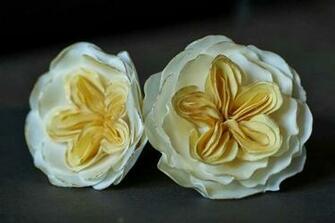 New Cabbage Rose HD Wallpaper