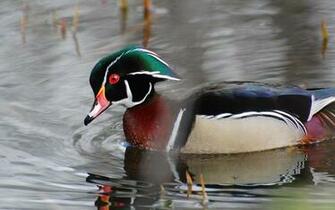 Waterfowl Wallpaper Only