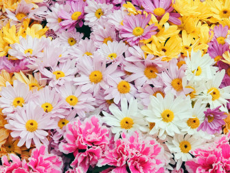 Toko Bunga Florist Di Jakarta Wallpaper