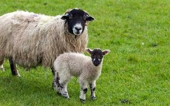 Pics Photos Sheep Wallpaper
