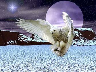 Snowy Owls Rare Migration Further South Remains Mystery