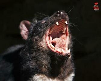 Ten Female And Five Male Tasmanian Devils Have Been Transported To New
