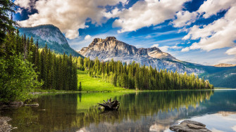 Forest Lake Wallpaper