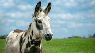 Donkey Widescreen 4k Wallpaper