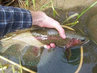 Rainbow Trout Allen Fly Fishing HD Walls Find Wallpaper