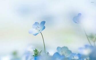 Blue Flower Wallpaper Background For