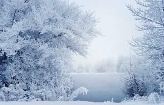 Photo Snow Winter Landscape Branches Image