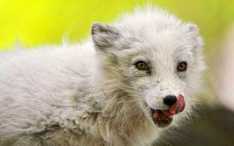 Baby Fox Wallpaper