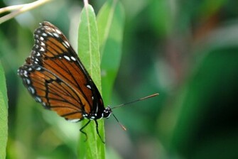 Monarch Butterfly Wallpaper