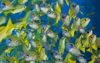 Under Sea Wallpaper High Quality Pictures