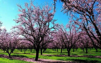 Wallpaper For Early Spring Desktop Uploaded On