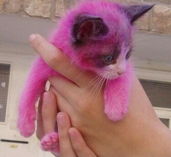 My Top Collection Kitty Cat Pictures