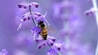 Bee Wallpaper Animal