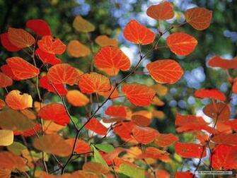 Wallpaper Nature Season Autumn