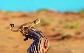 Lizard Tree Stump Desert Wallpaper