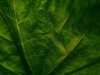 Leaf Wall Paper Unusual Wallpaper