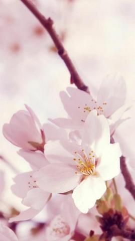 Bright Flower Android iPhone Desktop HD Background