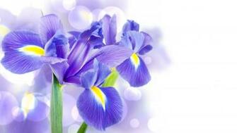 Related Keywords Amp Suggestions For Iris Background