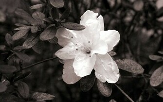 Image Black And White Flower Desktop Wallpaper Pc