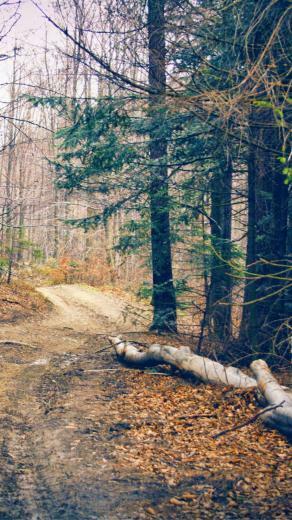 Hiking Forest Road iPhone Wallpaper