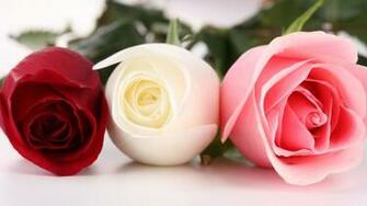 Flowers For Flower Lovers Beautiful Desktop Wallpaper