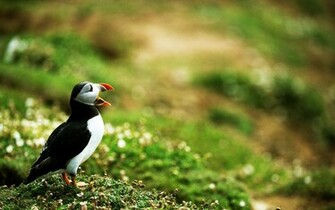 Wallpaper Puffin Sea Parrot