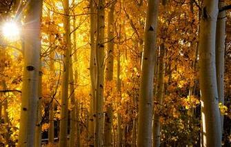 Wallpaper Aspen Colorado Usa Forest Leaves Autumn Light