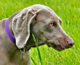 Tilly The Weimaraner By Pertokeyo