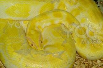 Yellow Snake HD Wallpaper